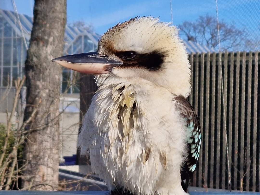 Kookaburra