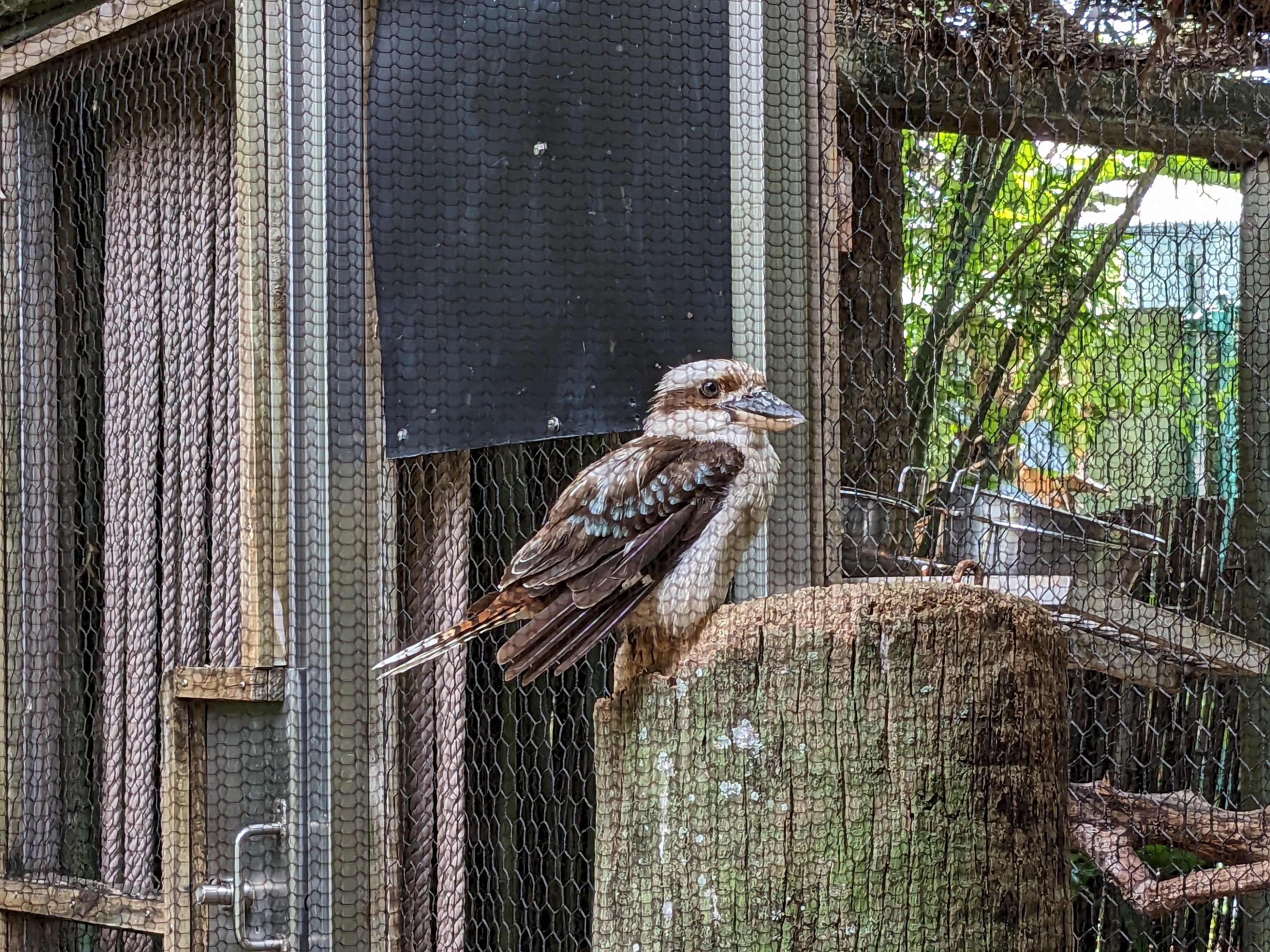 Kookaburra