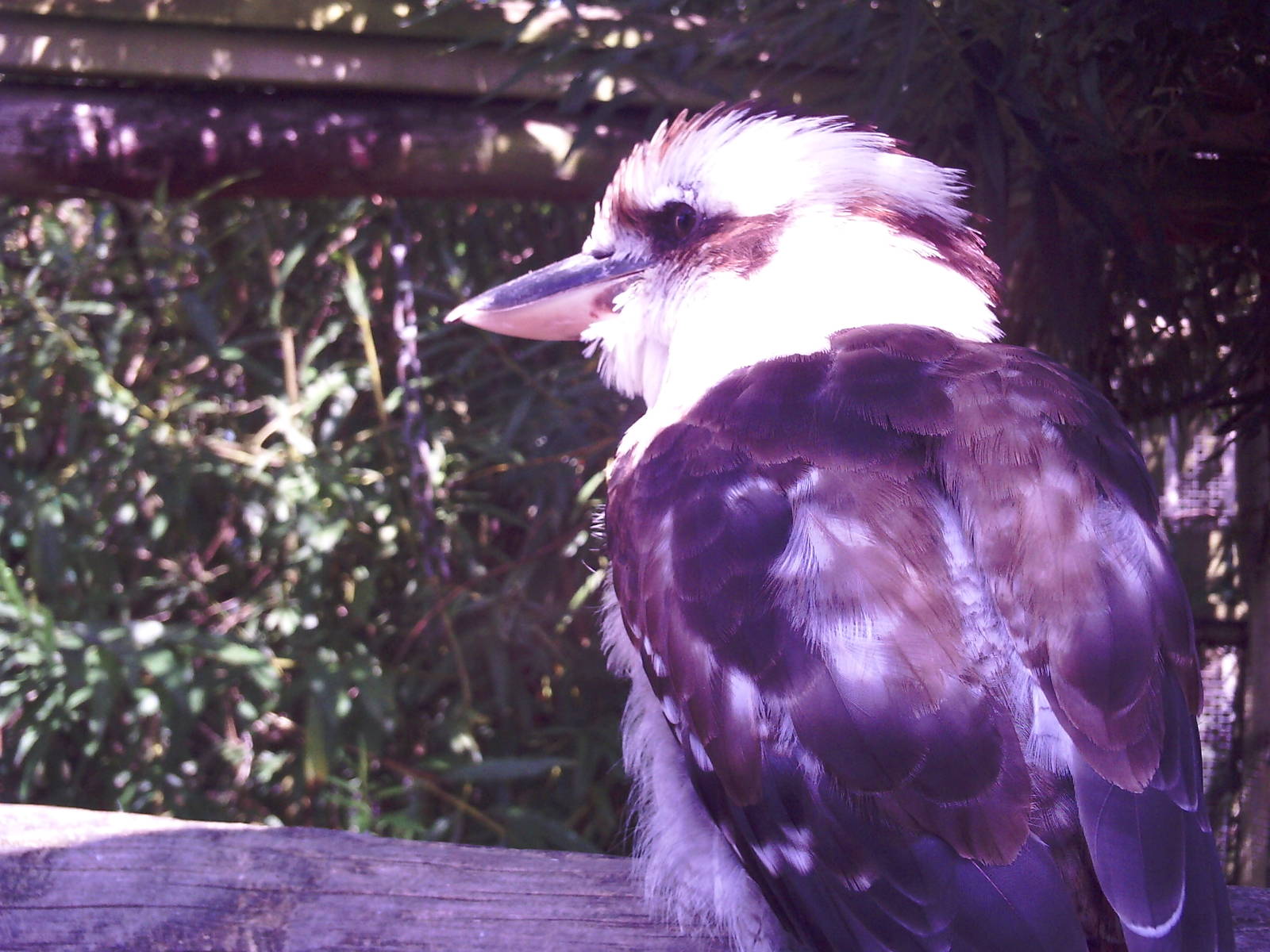 Kookaburra