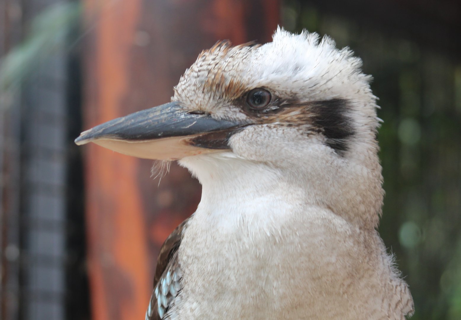 Kookaburra