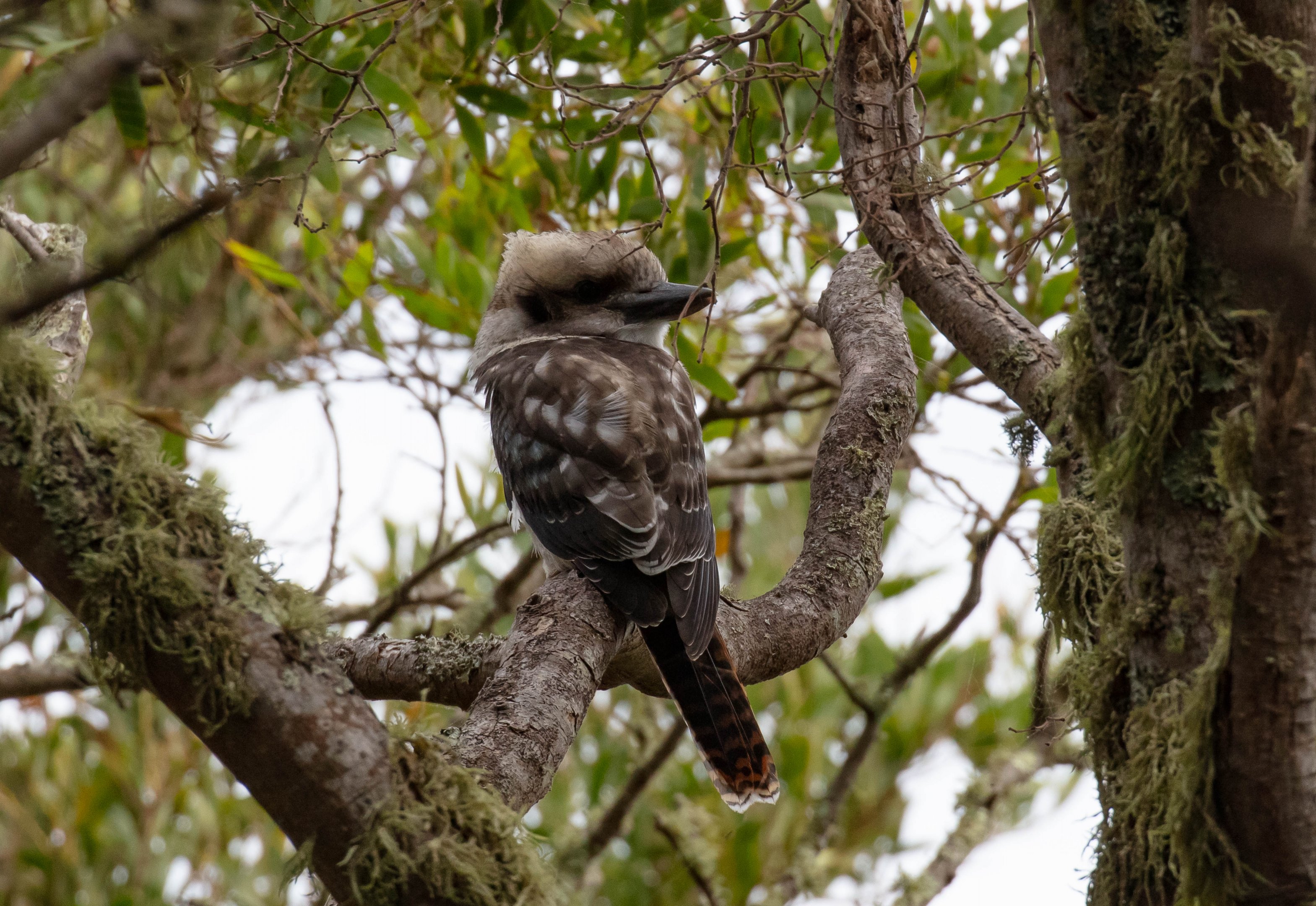 Kookaburra