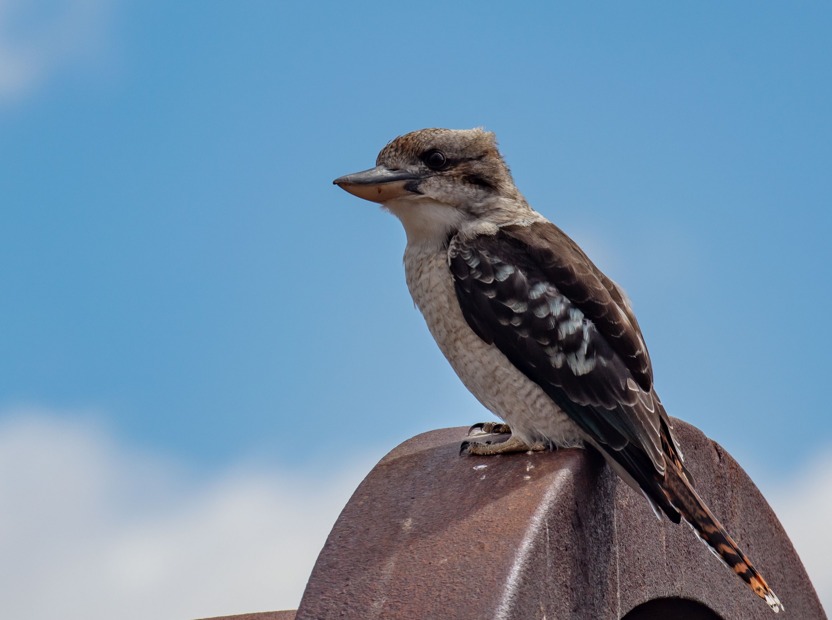 Kookaburra