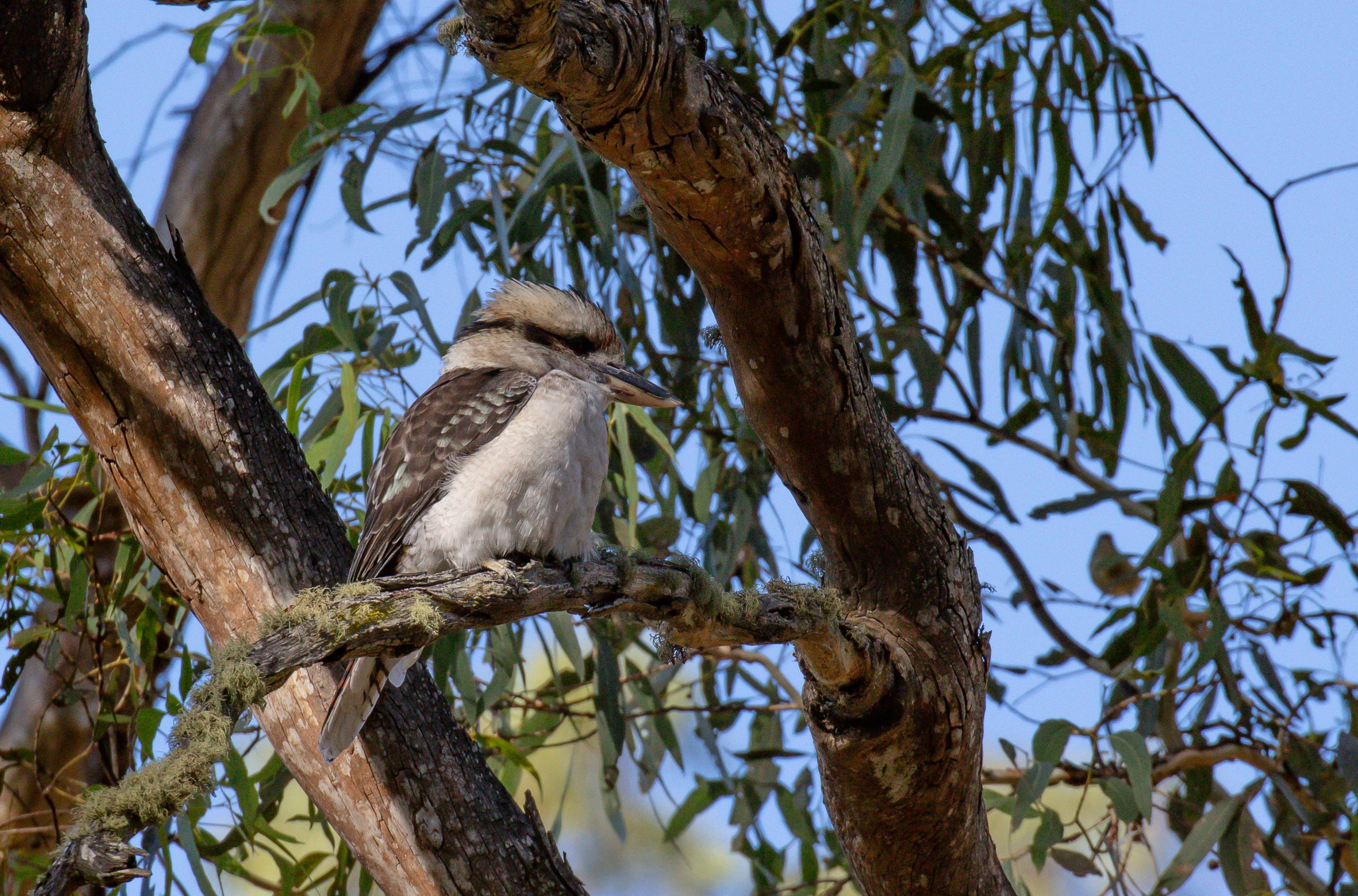 Kookaburra