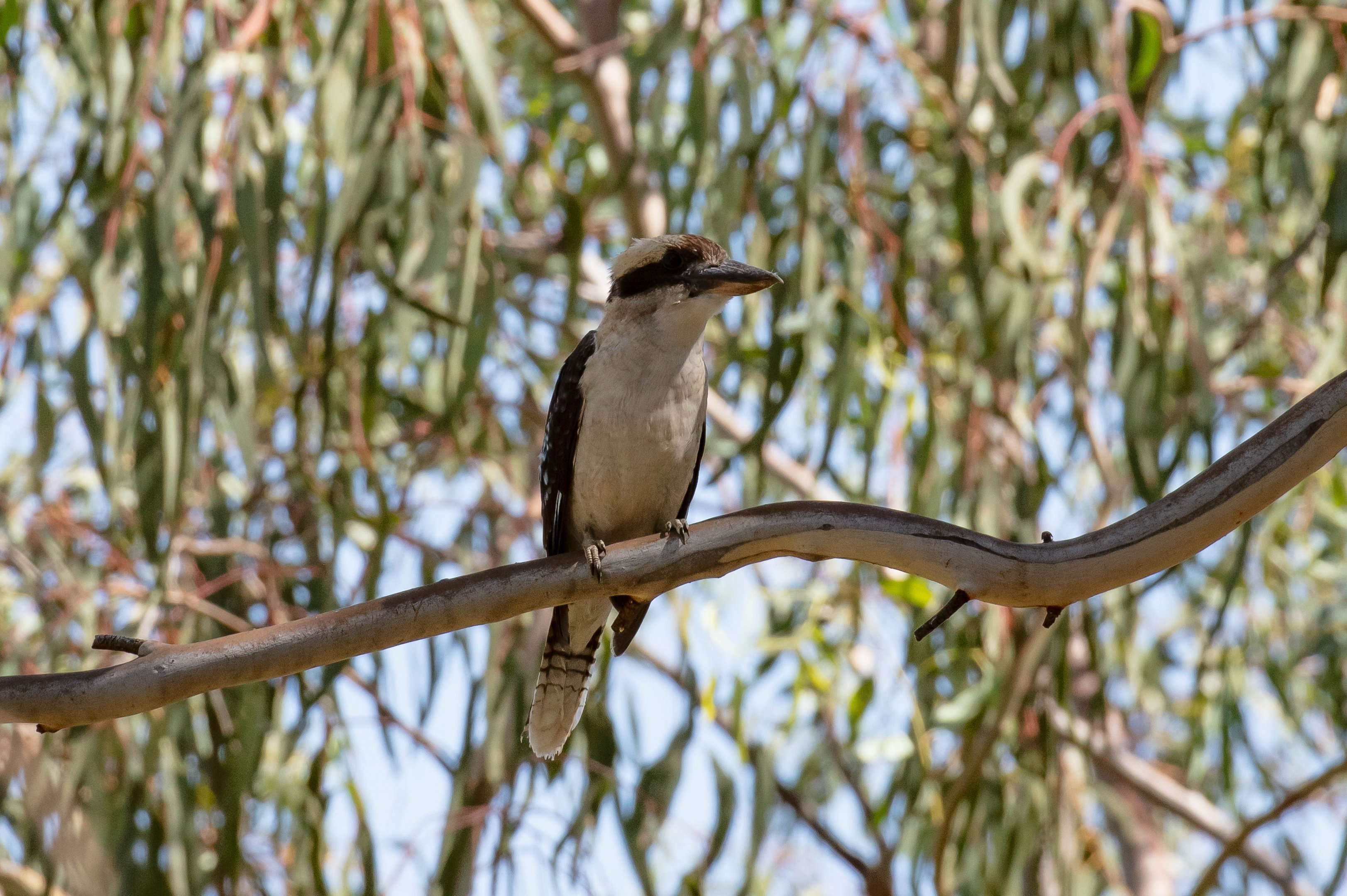 Kookaburra