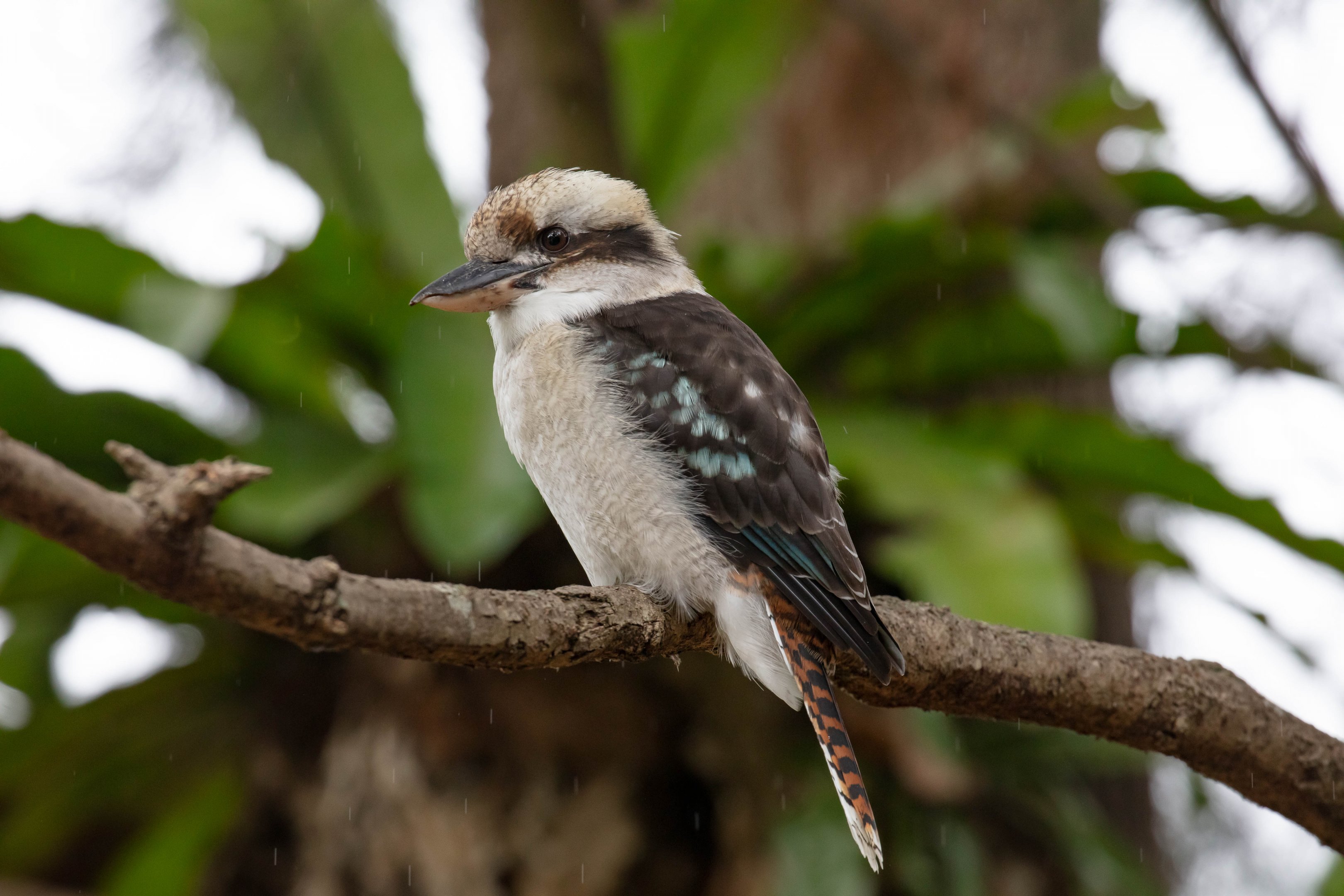 Kookaburra