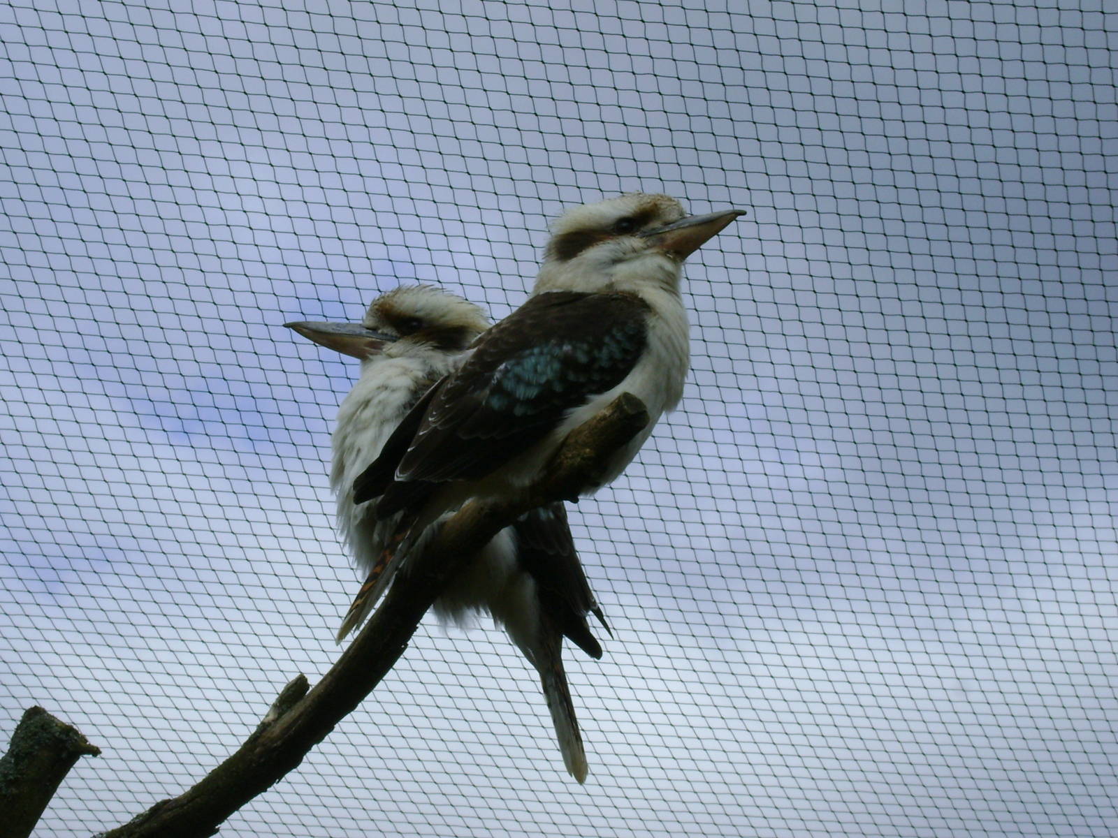 Kookaburra