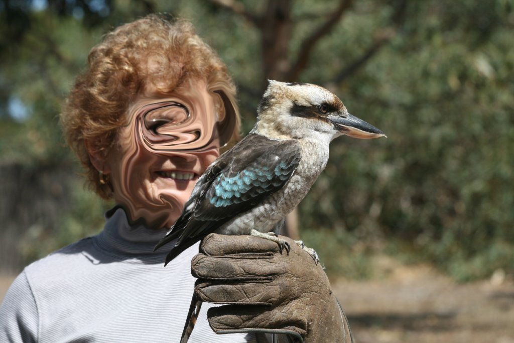 Kookaburra