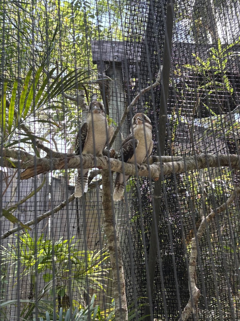 Kookaburras - 5/27/2025