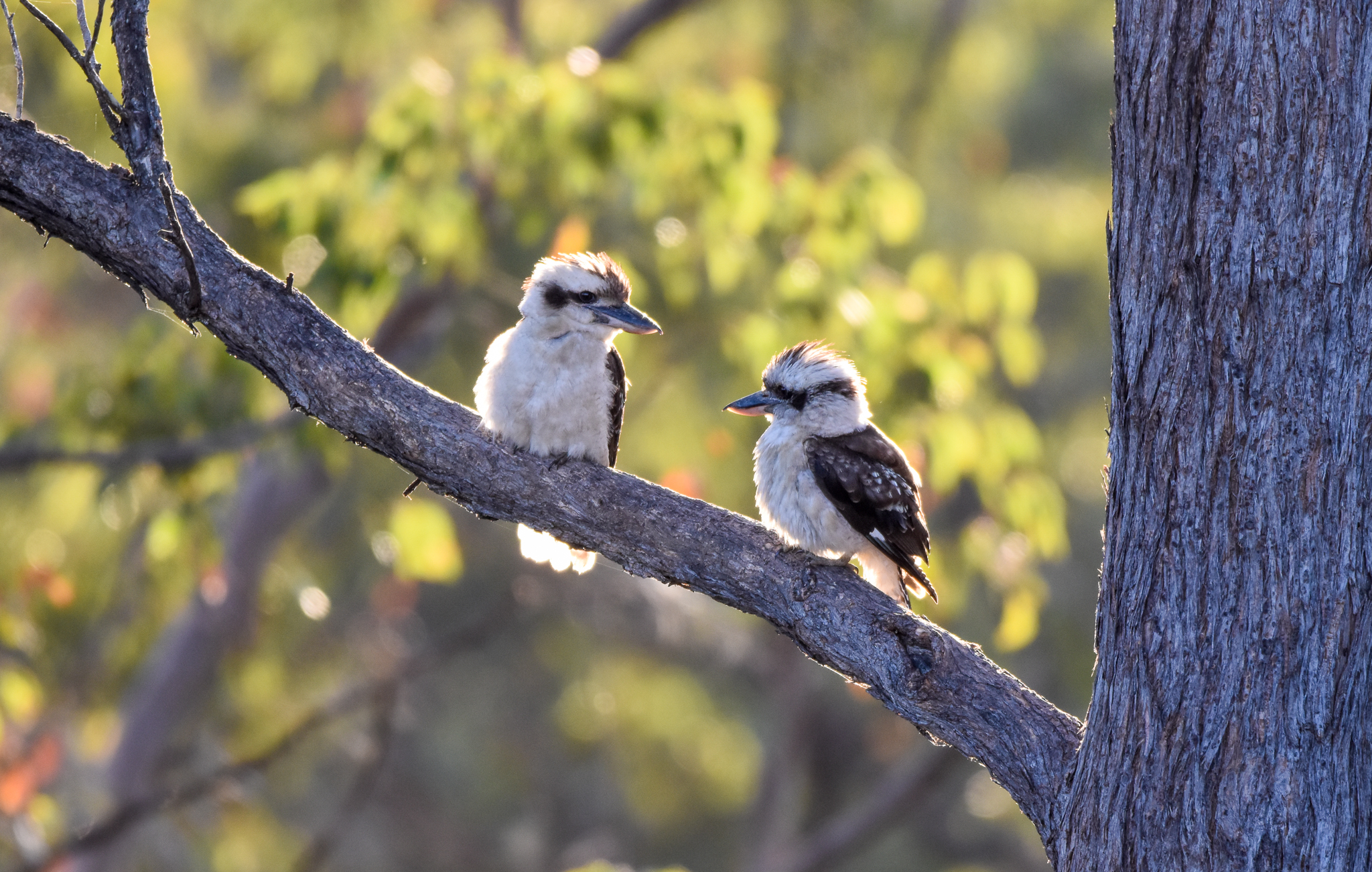 Kookaburras at sunset