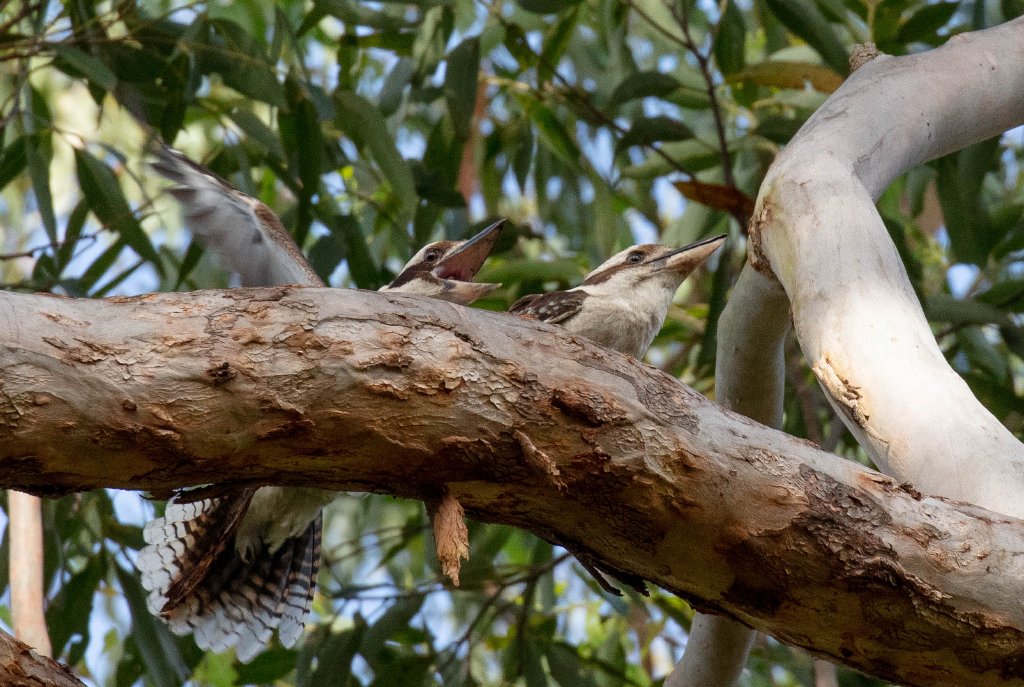 Kookaburras having a post-coital laugh