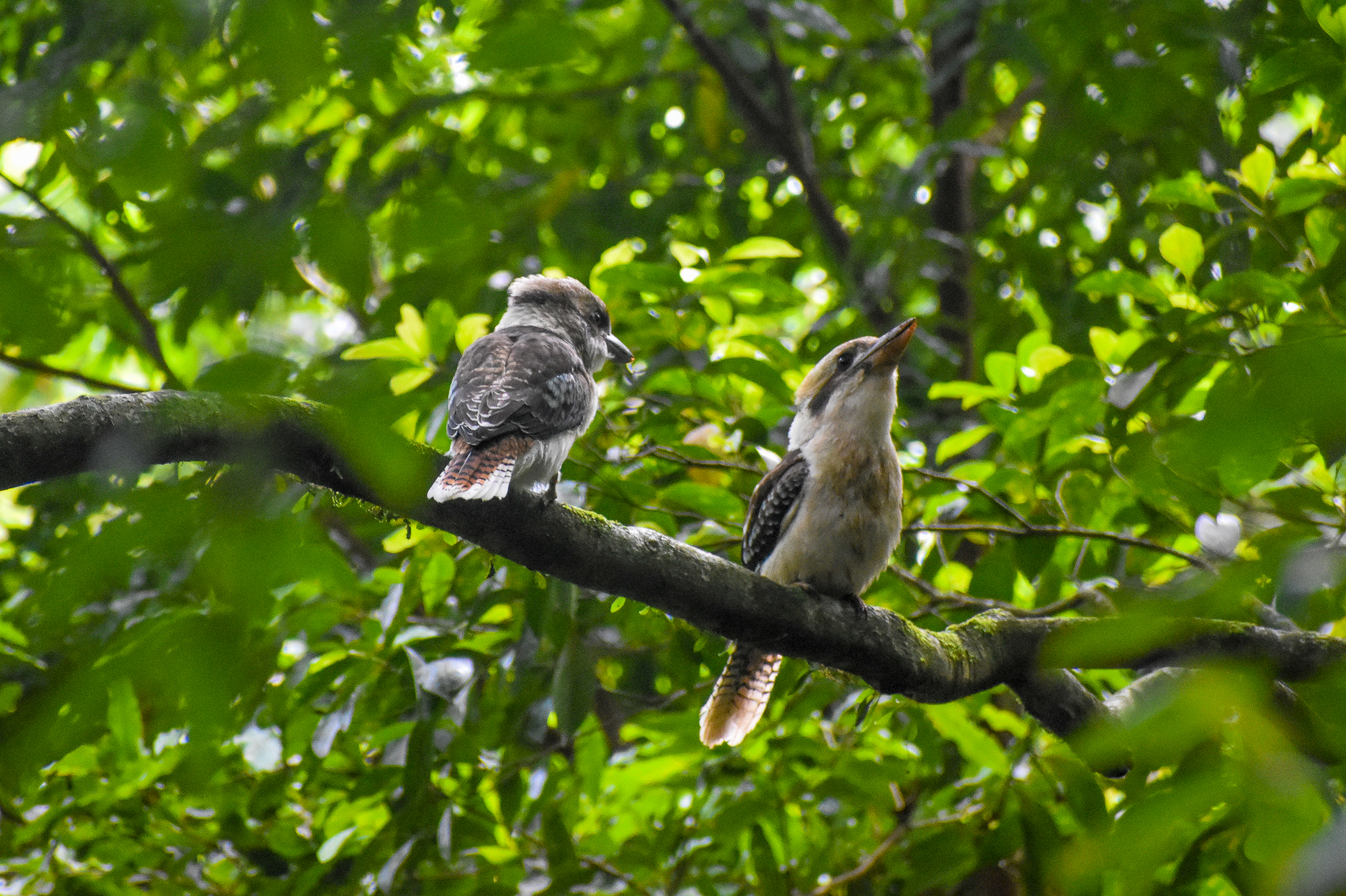 Kookaburras in the Rainforest