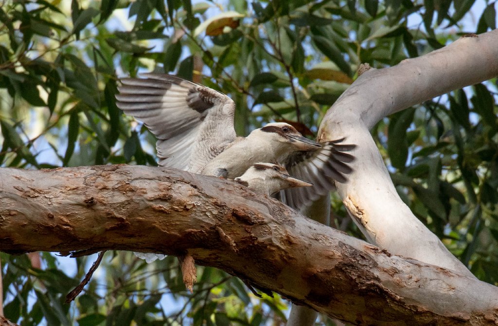 Kookaburras mating
