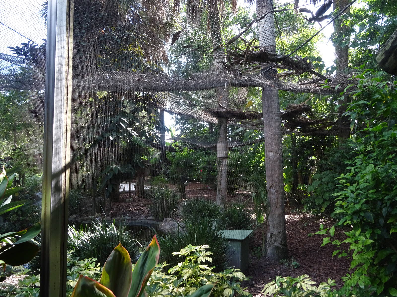 Kookaburra's Nest Walkthrough Aviary at Busch Gardens Tampa