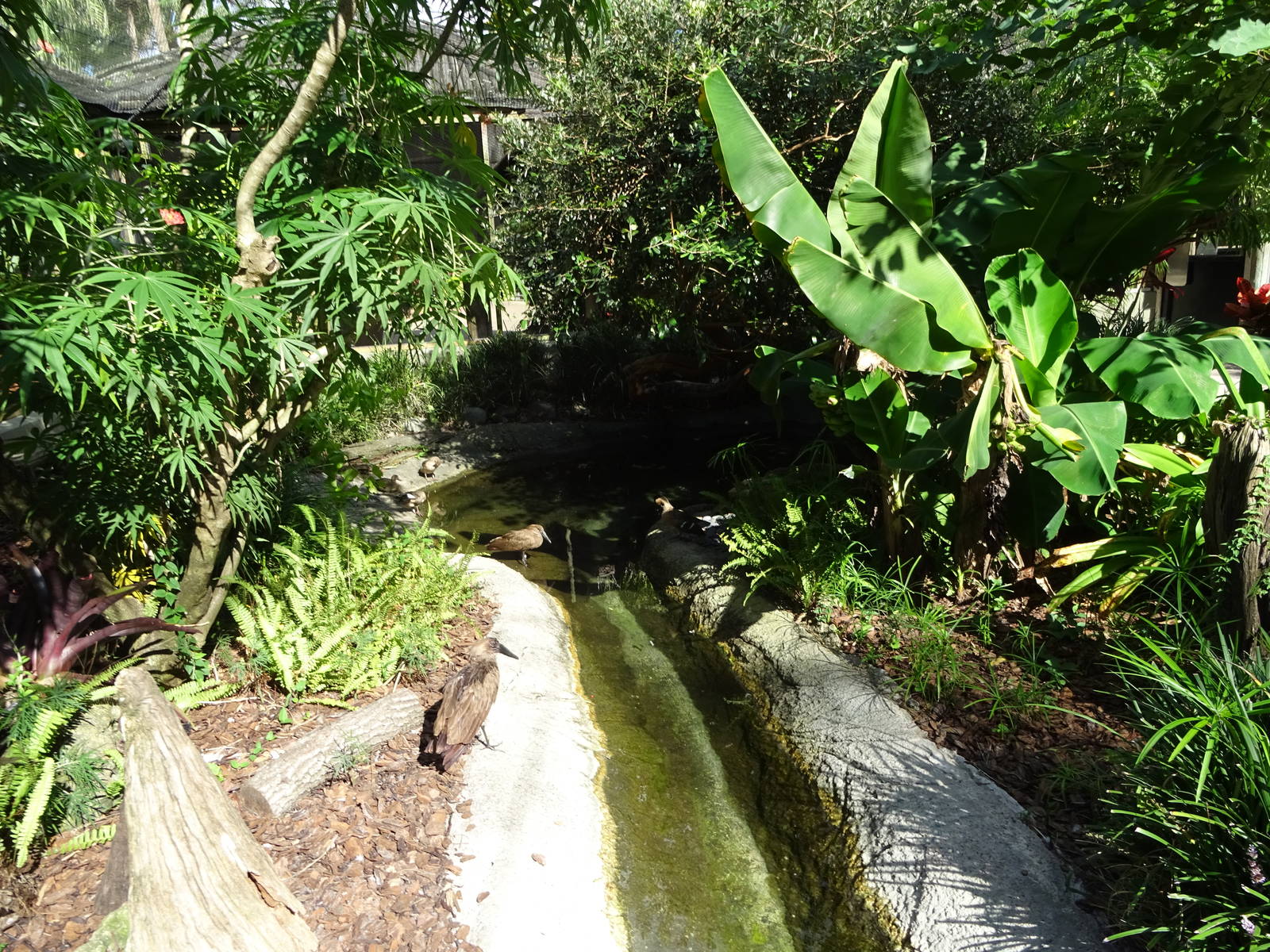 Kookaburra's Nest Walkthrough Aviary Pond at Busch Gardens Tampa