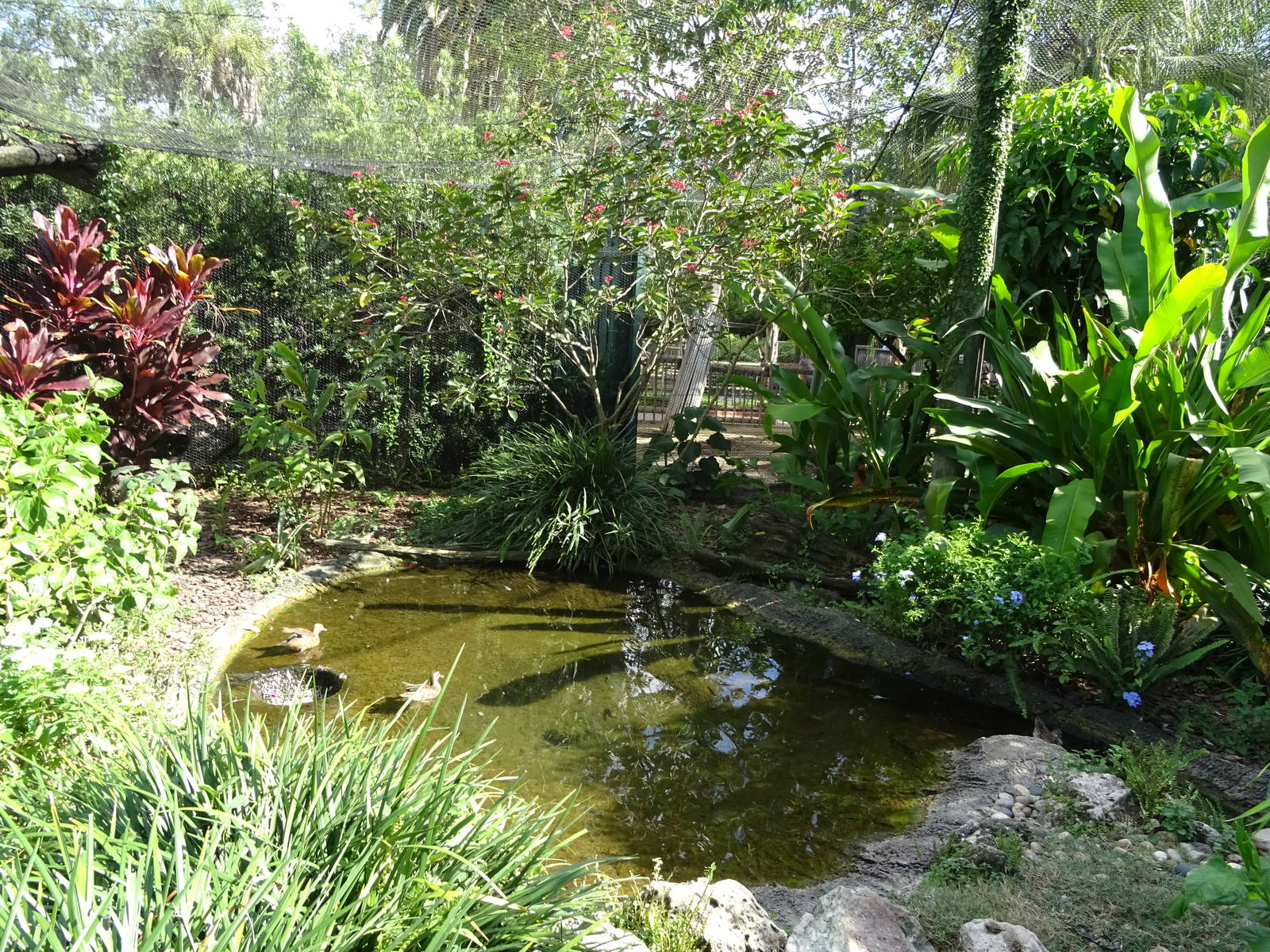 Kookaburra's Nest Walkthrough Aviary Pond at Busch Gardens Tampa