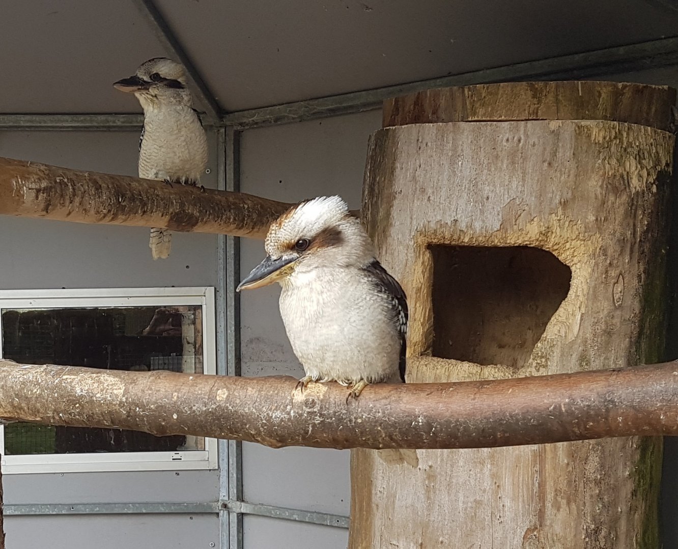 Kookaburras