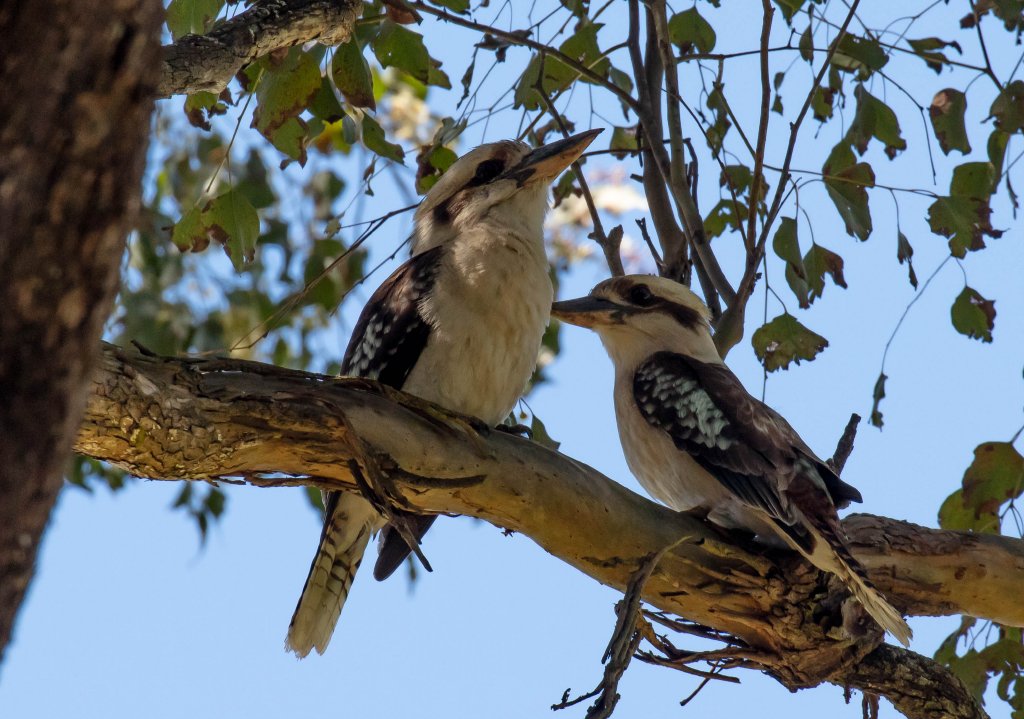 Kookaburras