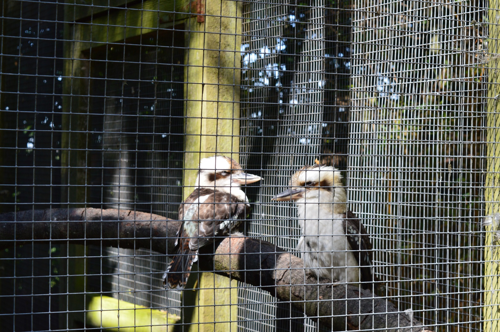 Kookaburras