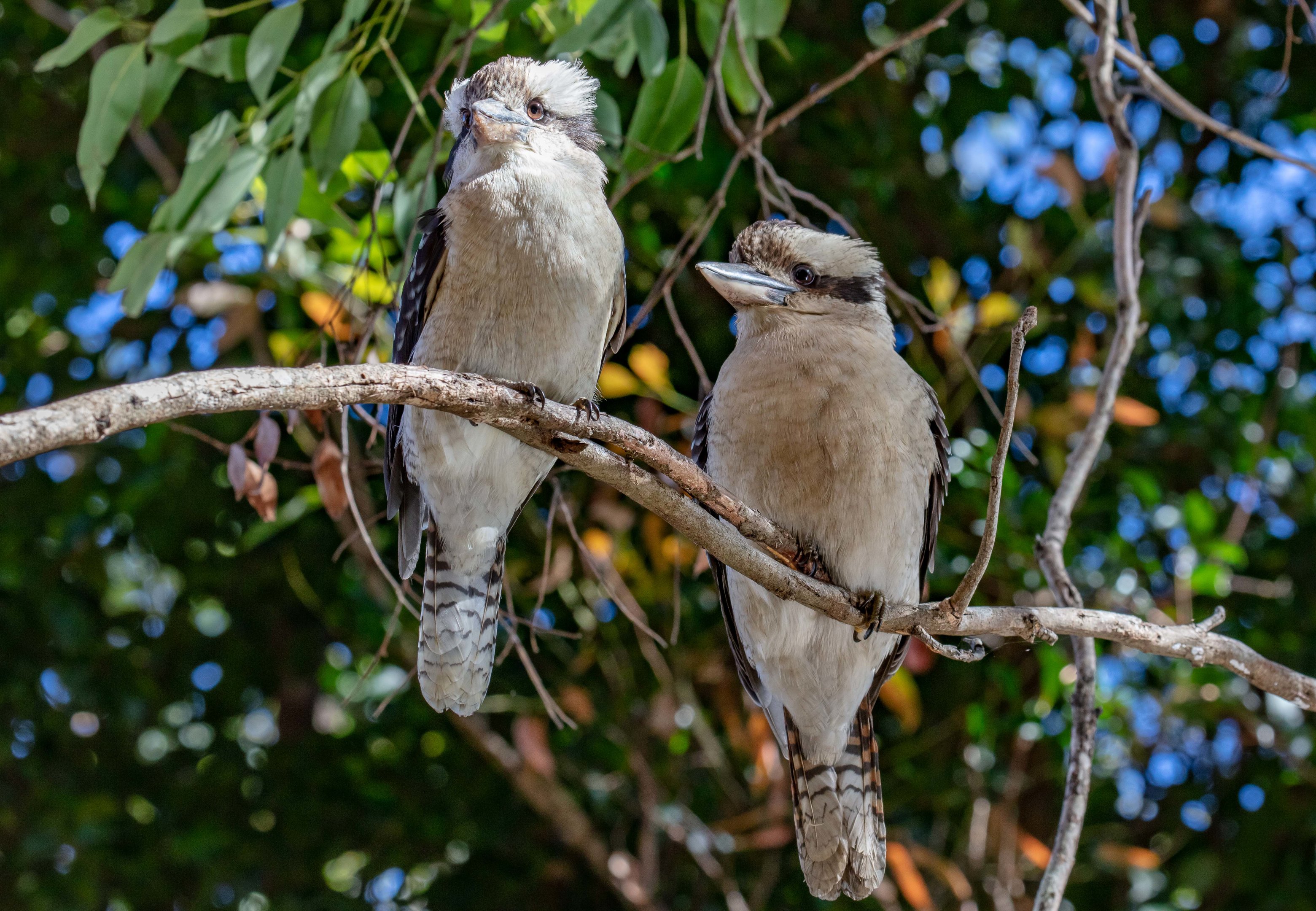 Kookaburras
