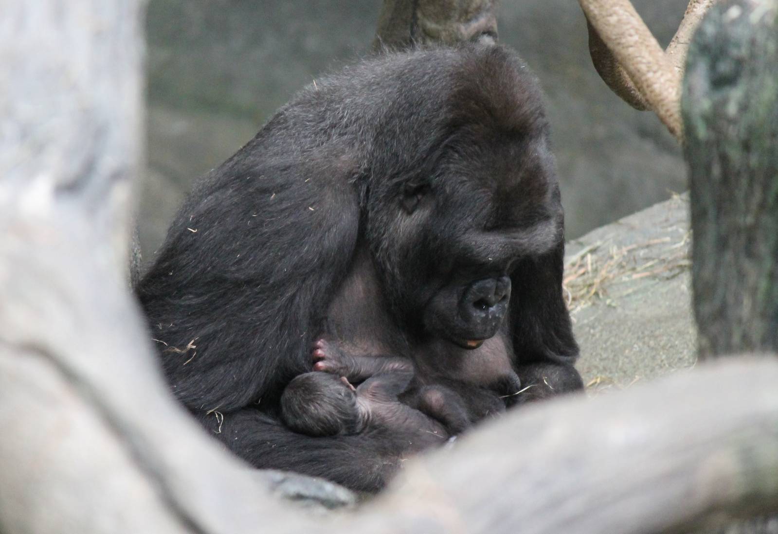 Koola and her new female baby