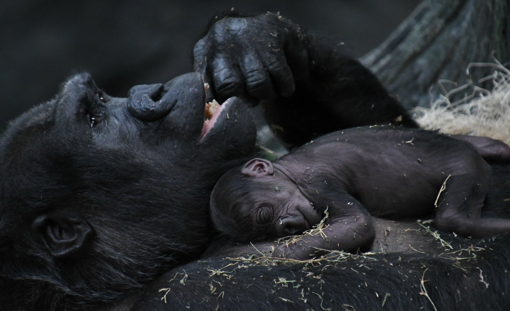 Koola and her newborn
