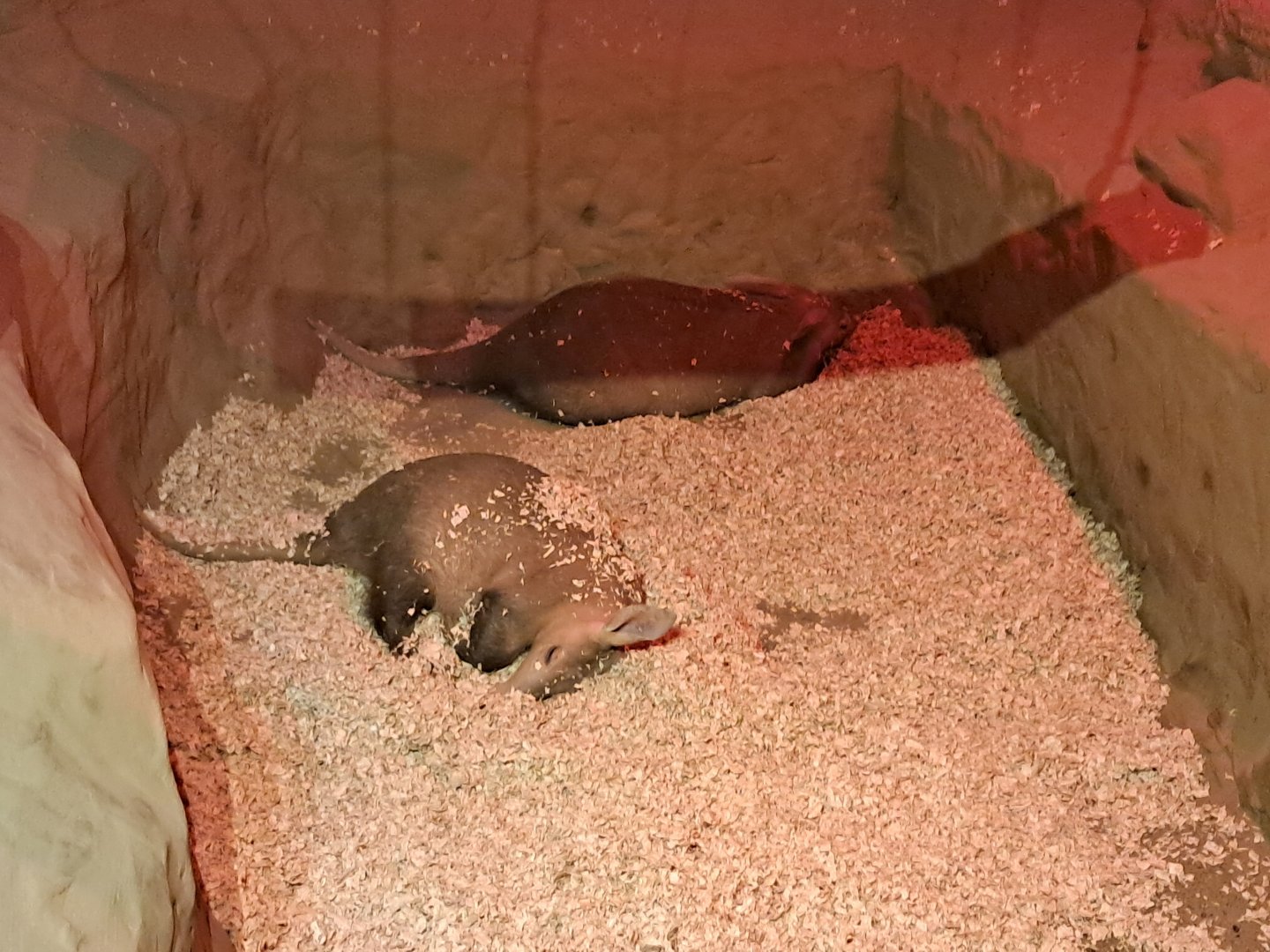 Koos and Oni- Aardvarks- 5/1/2025