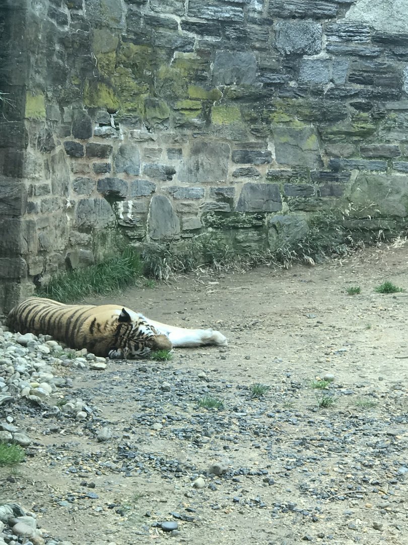 Koosaka the female tiger