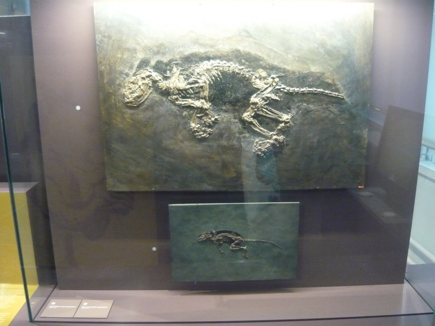 Kopidodon macrognathus and Macrocranion tupaiodon