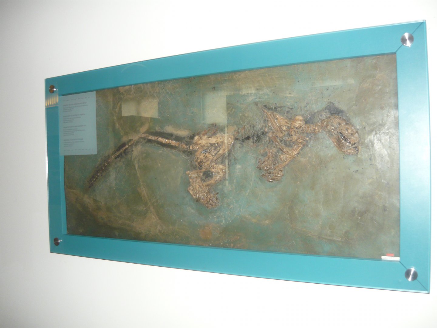 Kopidodon macrognathus