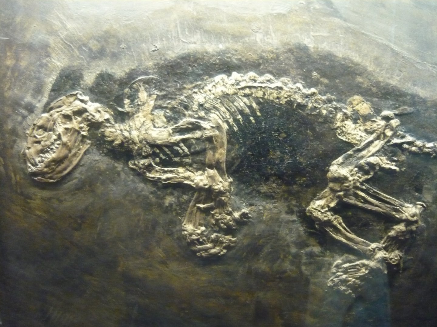 Kopidodon macrognathus