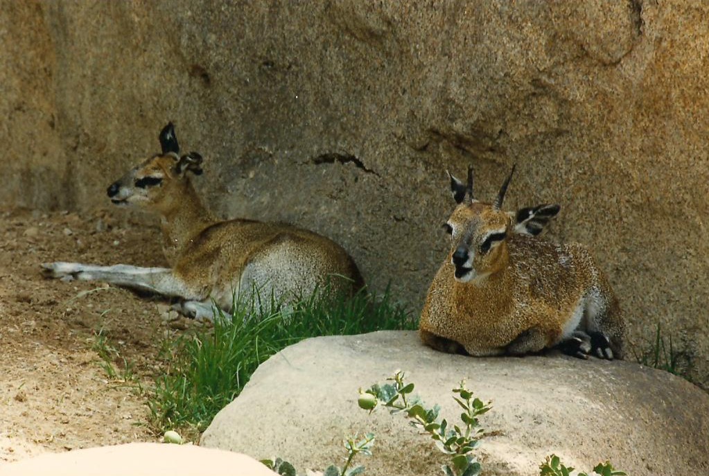 Kopje 1986 - Klipspringer