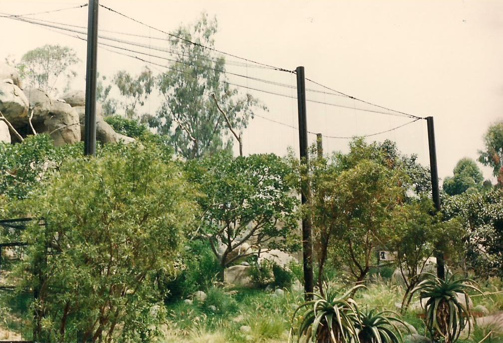 Kopje 1986 - Verreauxs Eagle Aviary