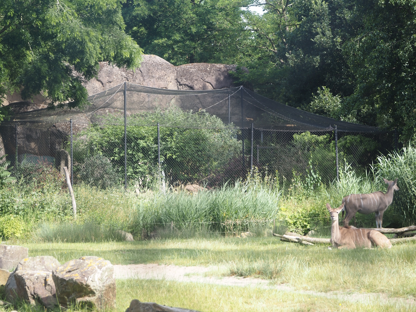 Kopje and serval exhibit, 2024-06-30