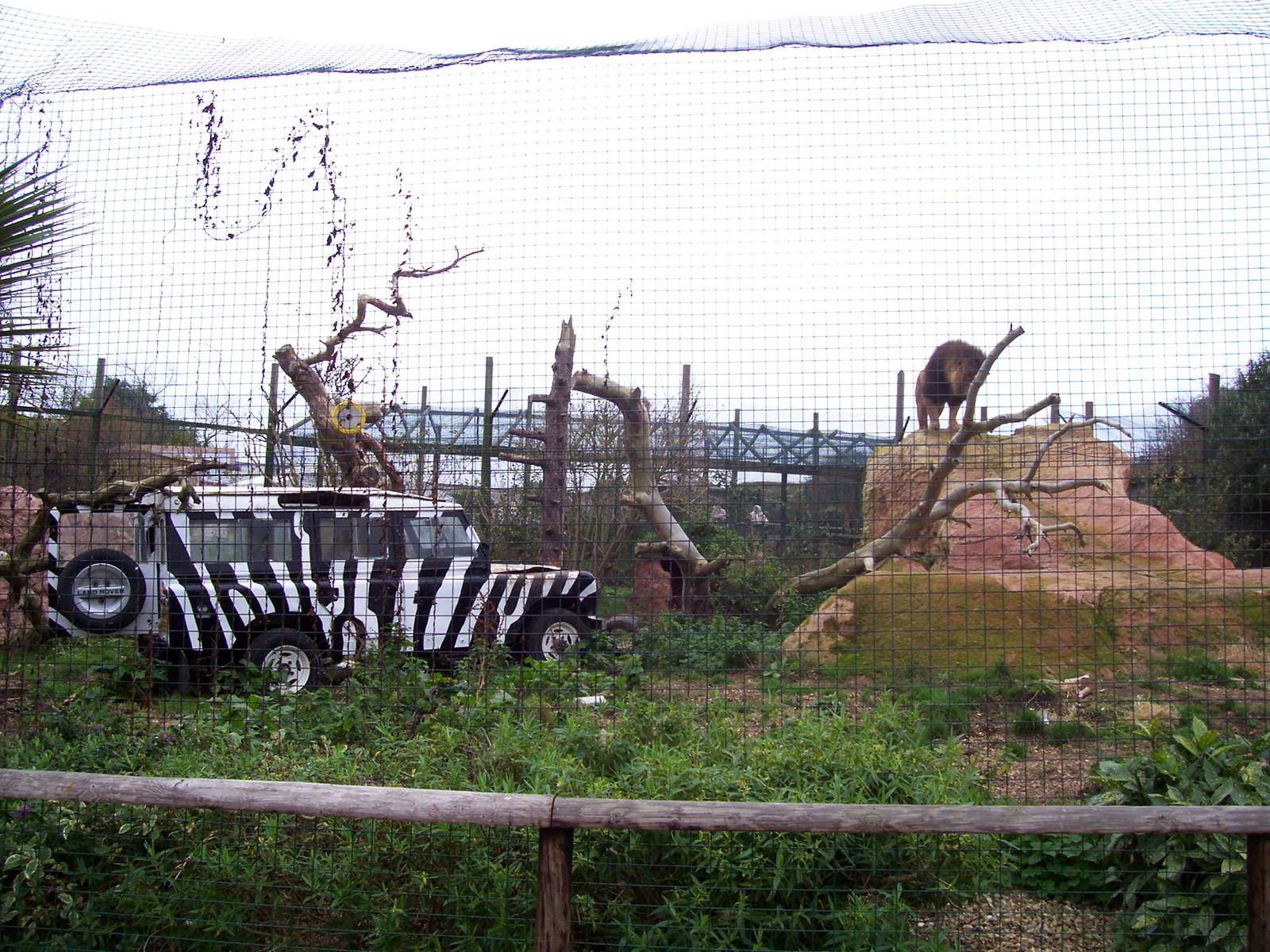 Kopje enclosure (male lions), IOW Zoo