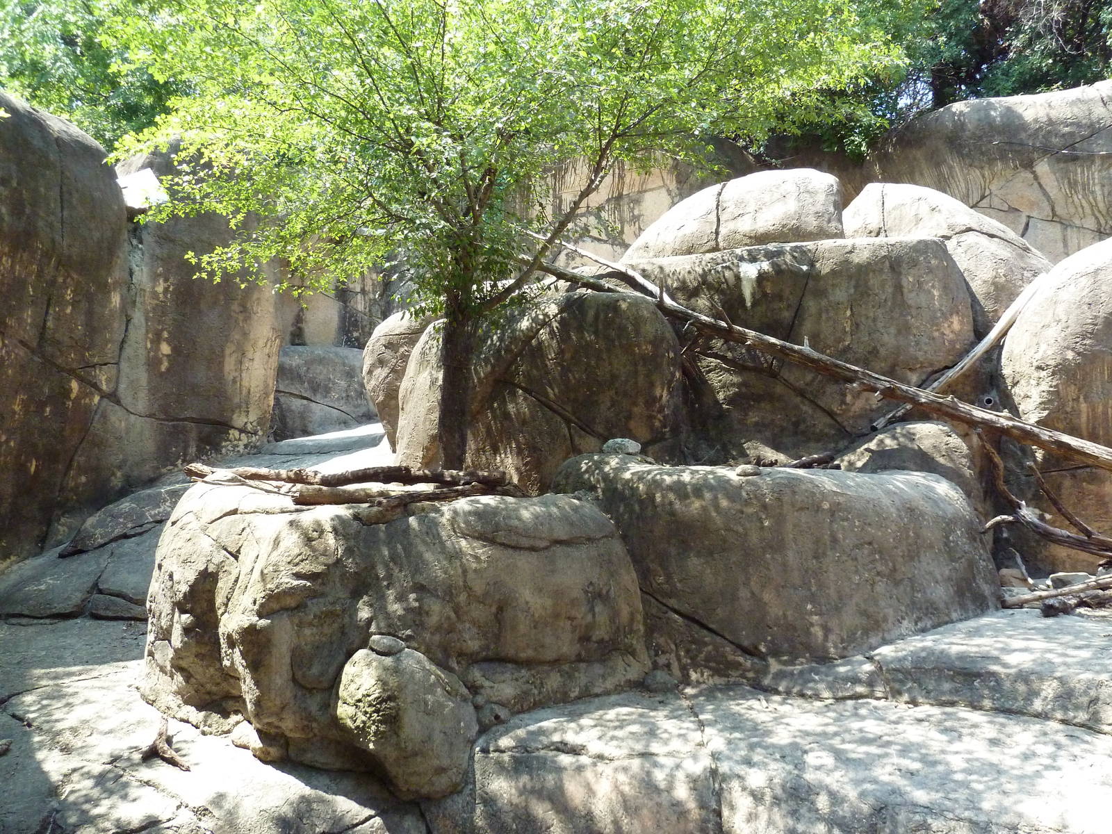 Kopje - Klipspringer/Rock Hyrax Exhibit