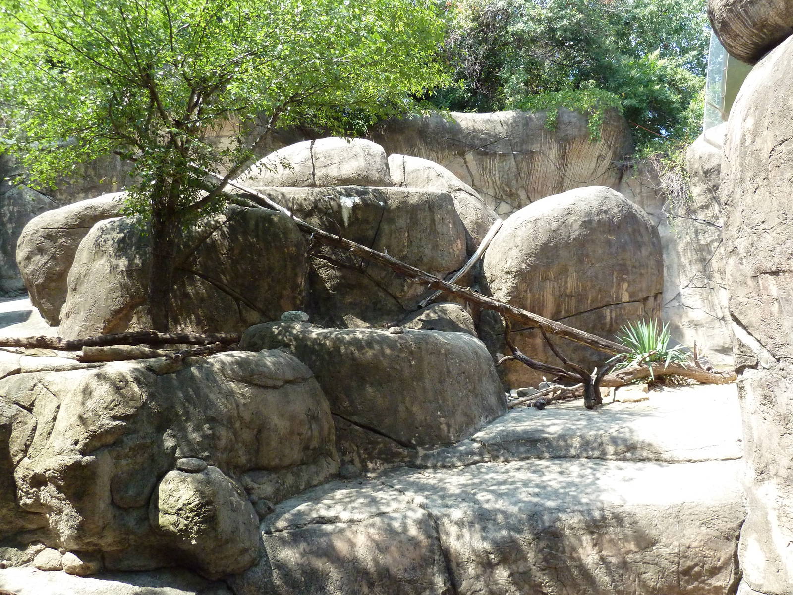 Kopje - Klipspringer/Rock Hyrax Exhibit
