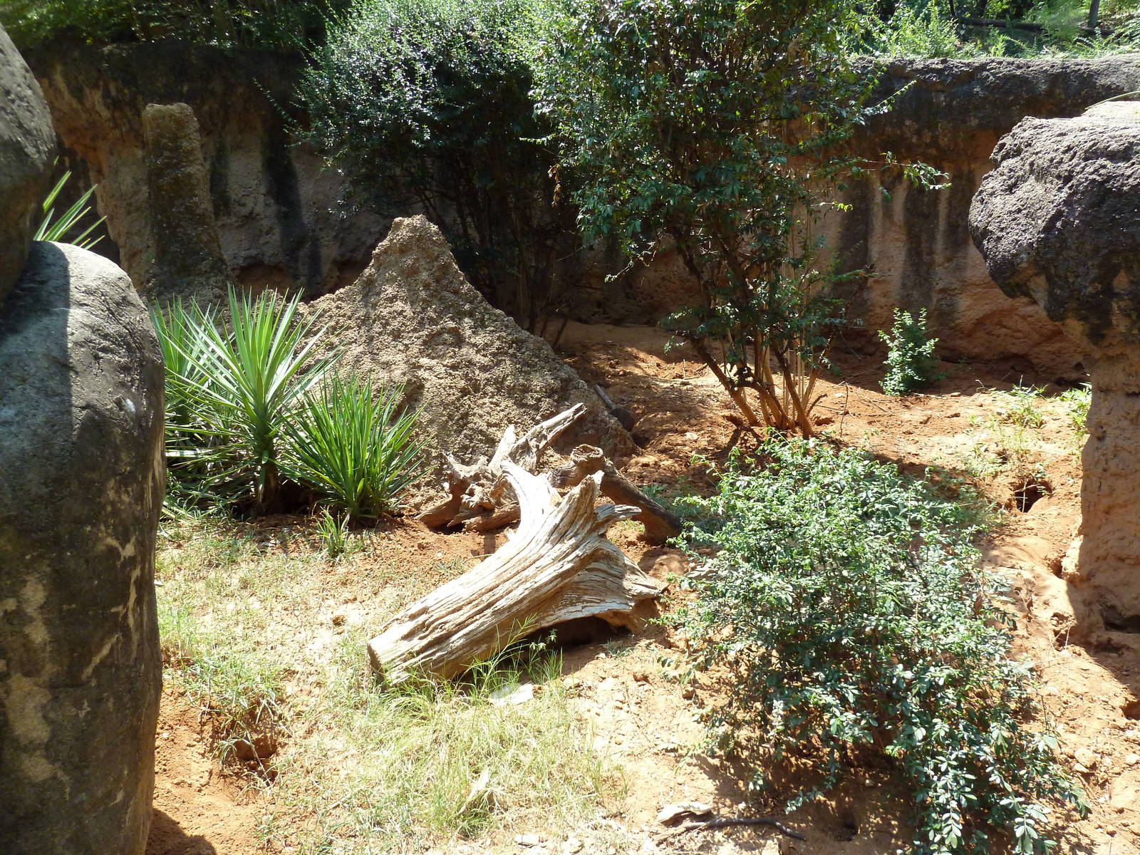 Kopje - Meerkat Exhibit