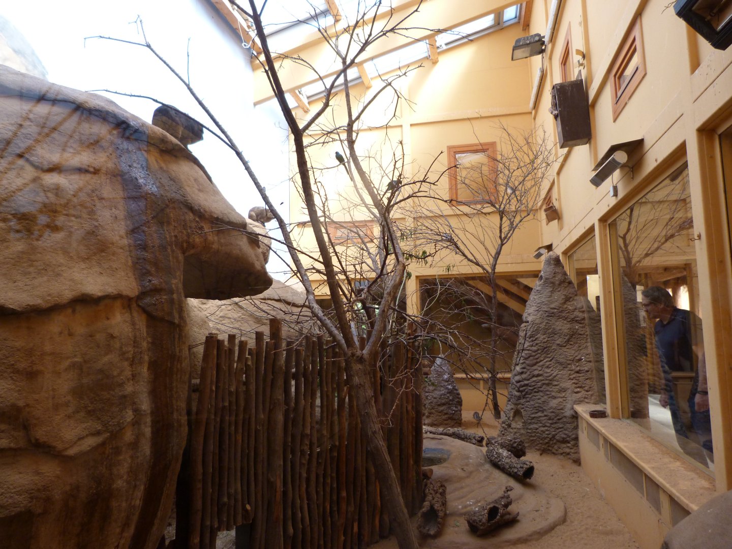 Kopje mixed exhibit -Zoo Plzeň (2025)