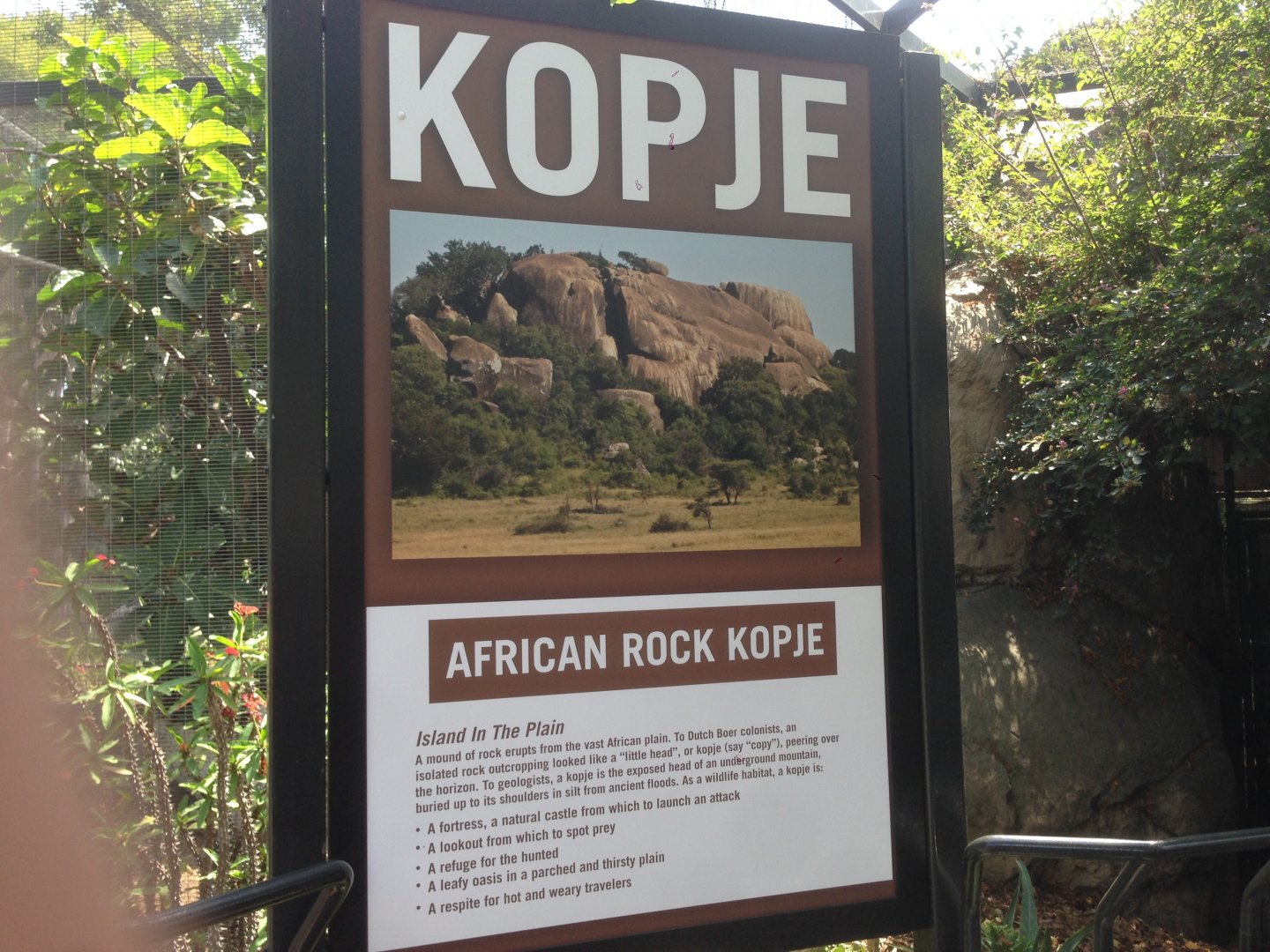 Kopje Sign Before Serval Coming From Meerkats