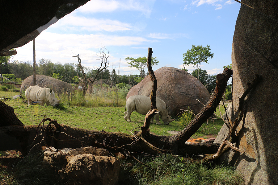 Kopje viewpoint into main savanna enclosure