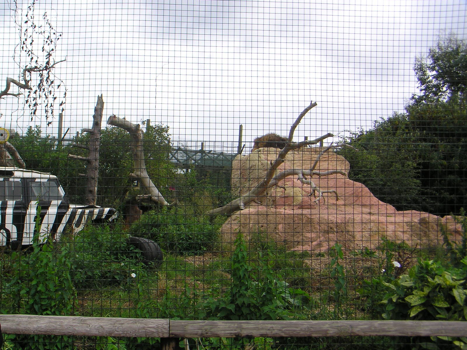 Kopjie Lion Exhibit