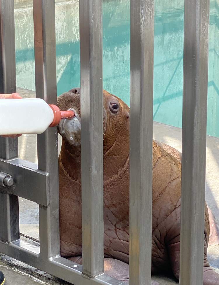 Kora the baby Pacific Walrus (Odobenus rosmarus divergens)
