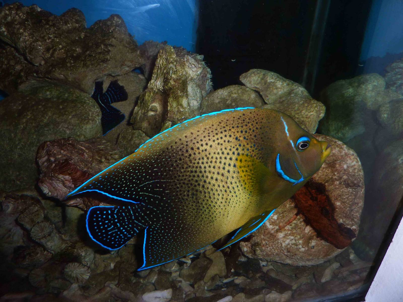 Koran angelfish, May 2013.