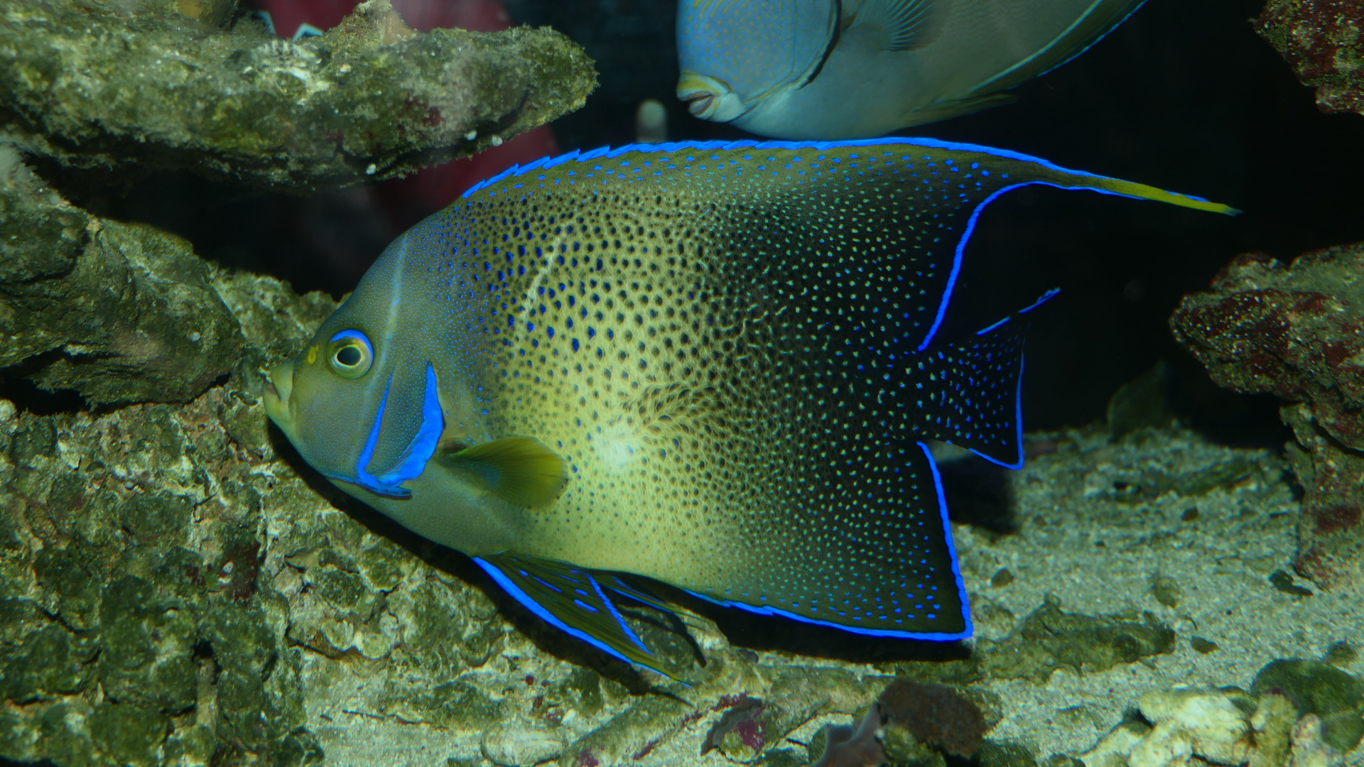 Koran Angelfish (Pomacanthus semicircularis) - Cicerello's Aquarium, Fremantle