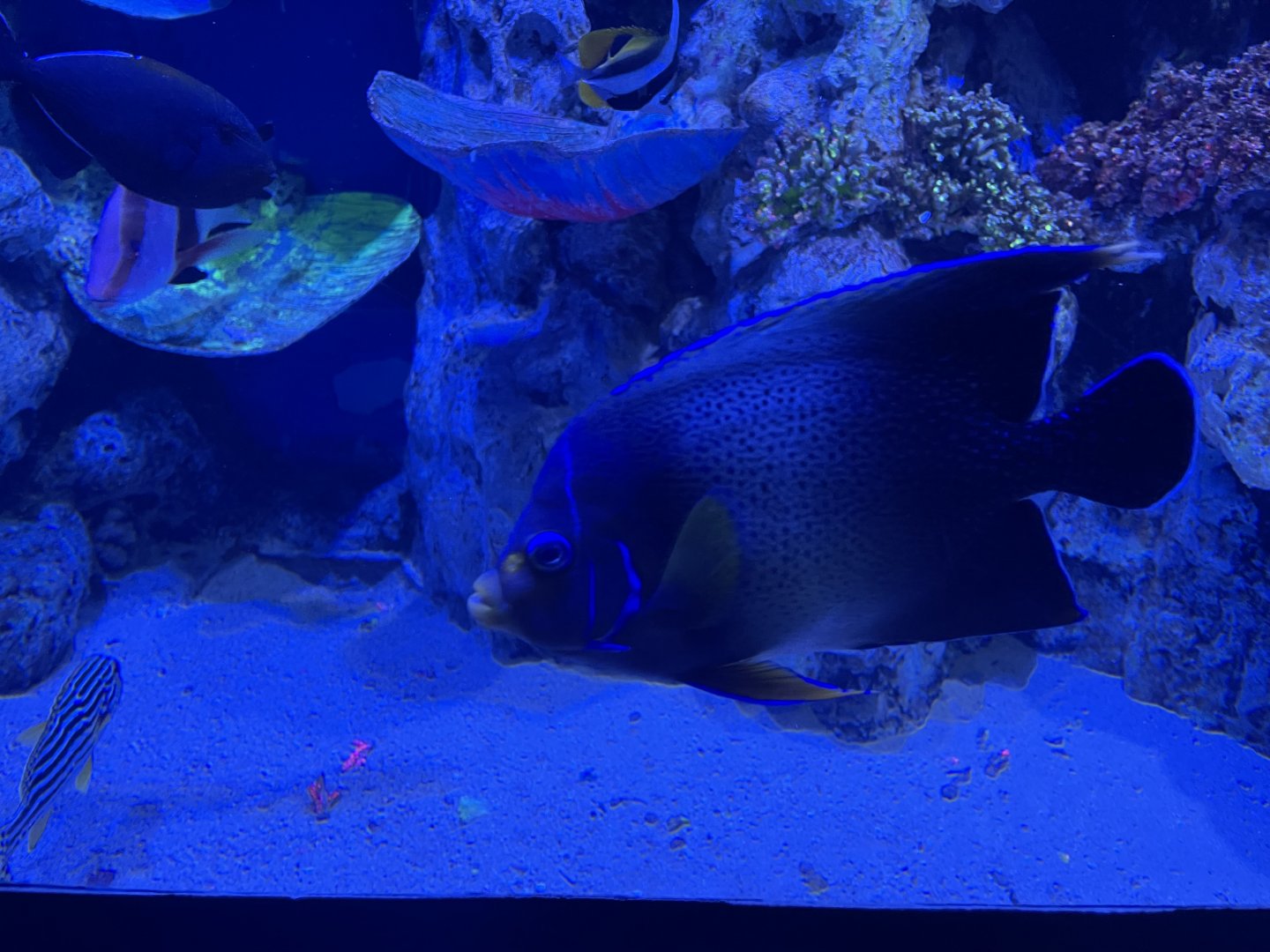 koran angelfish (pomacanthus semicirculatus) - BX Sea