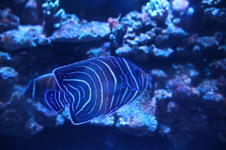 Koran angelfish (Pomacanthus semicirculatus)