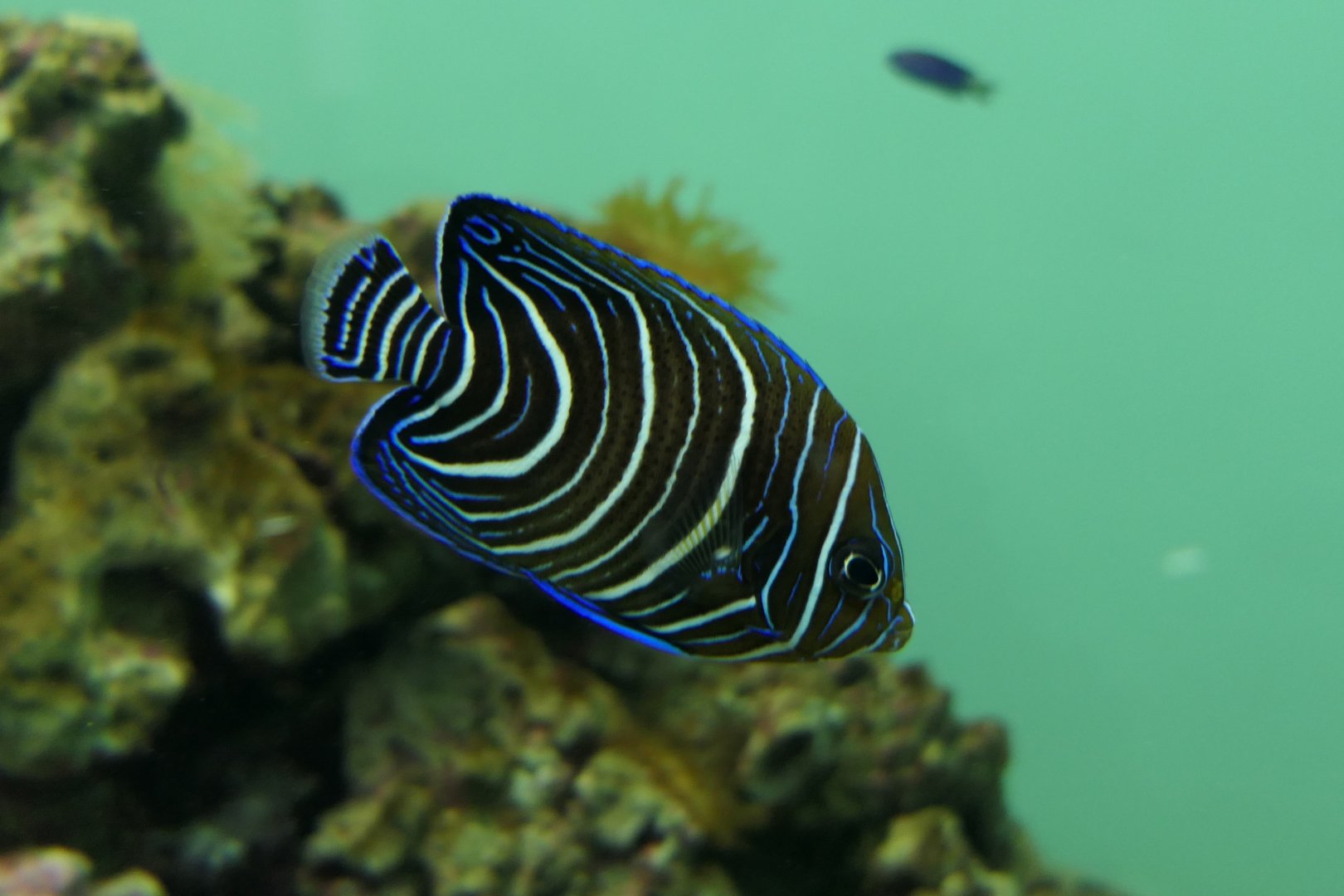 Koran Angelfish (Pomacanthus semicirculatus)