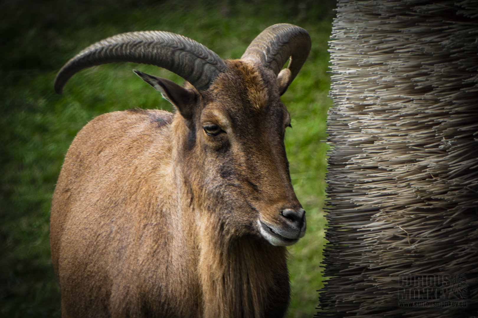 Kordofan Aoudad (ammotragus lervia blainei) 11/19