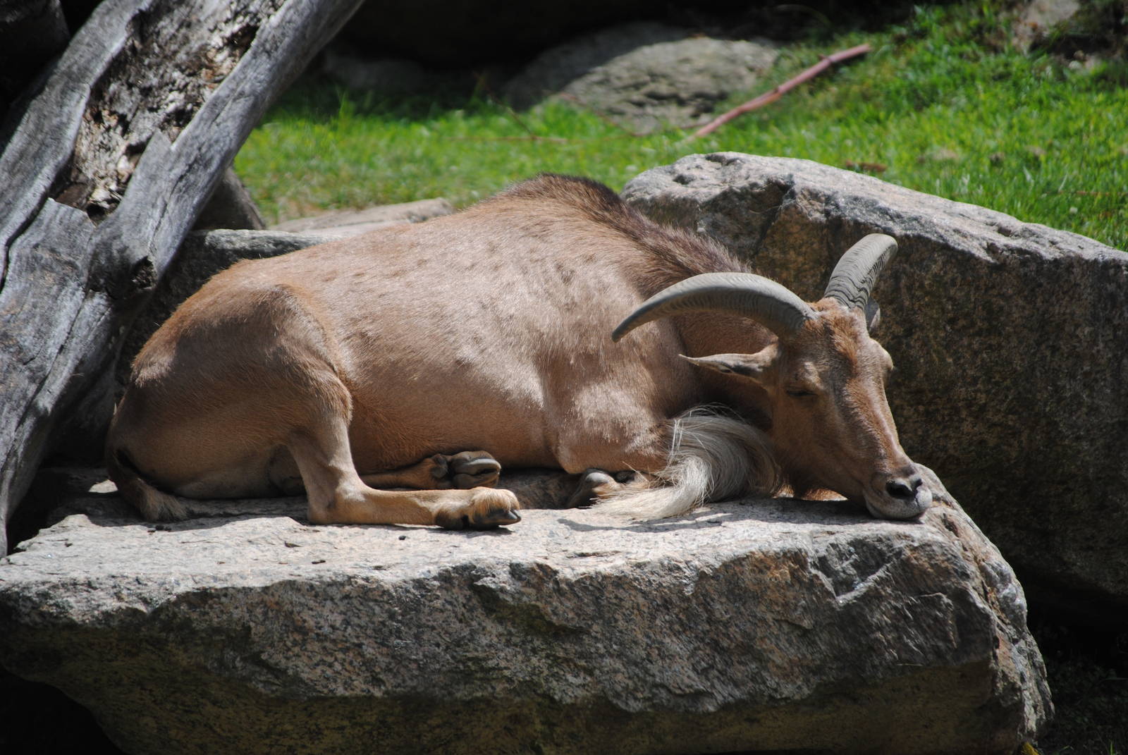 Kordofan Barbary Sheep
