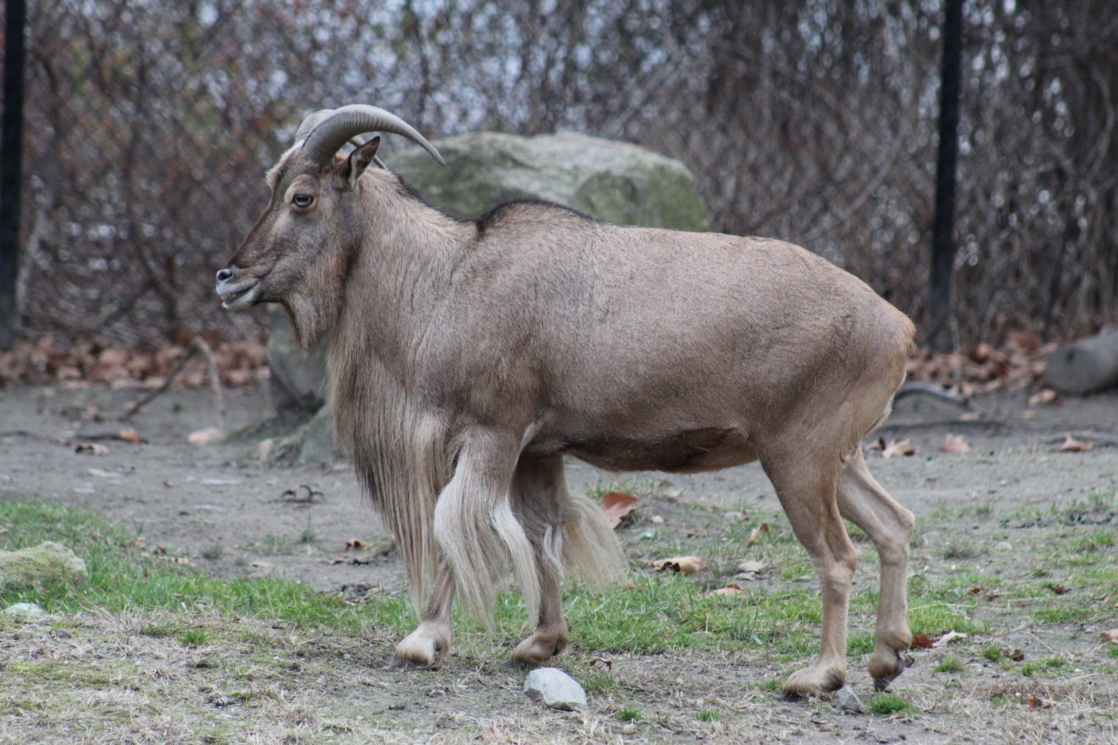 Kordofan Barbary Sheep